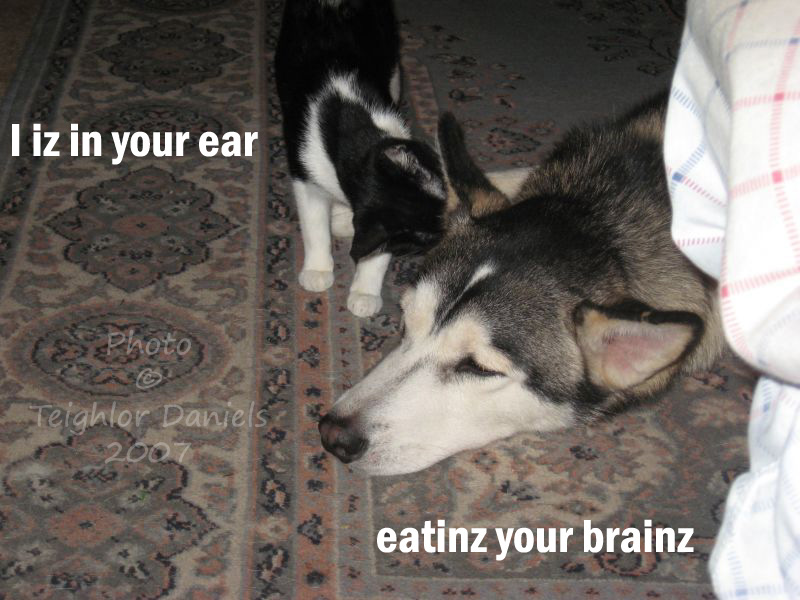 My lolcats: Eatinz your brainz