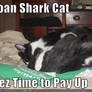 Lolcat: Loan Shark