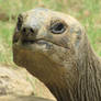 Old Man Tortoise