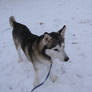 Focus, Snow Focus