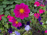 Some flowers by drilli-stock