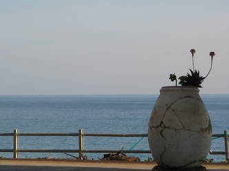 flower against Sea