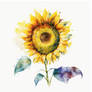 Sunflower E