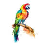 Parrot B