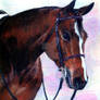 Quarter Horse Portrait 1
