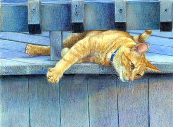 Red Tabby Cat On Deck 1