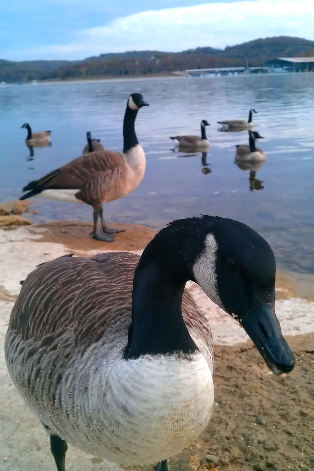 Canadian Geese