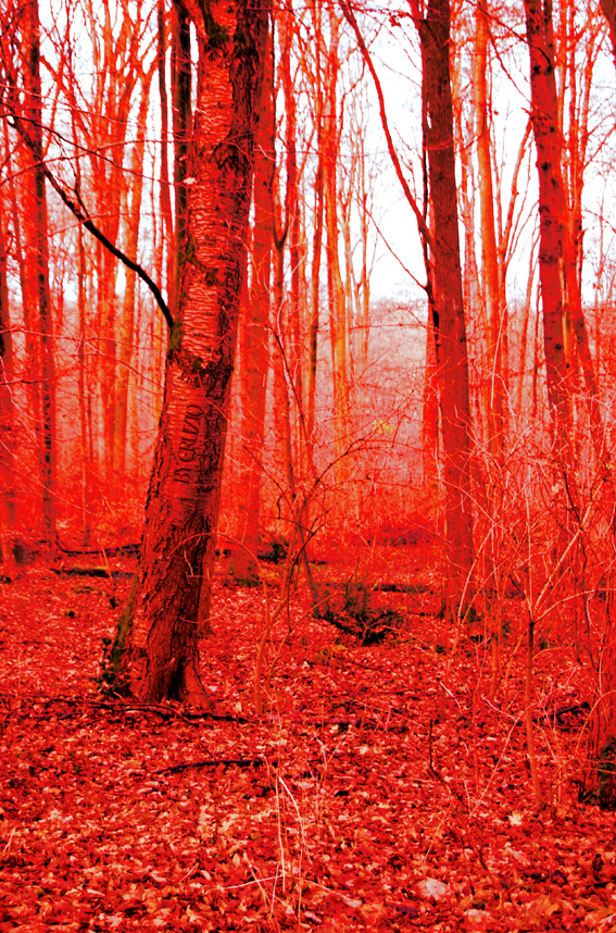 Blood Forest II