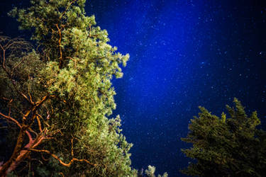 Trees and Stars