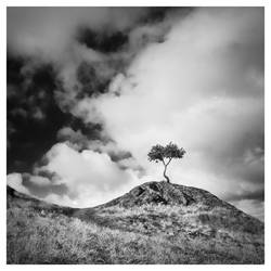 Solitary Tree