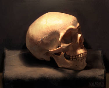 Skull Study from Life