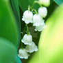 Lily of the valley