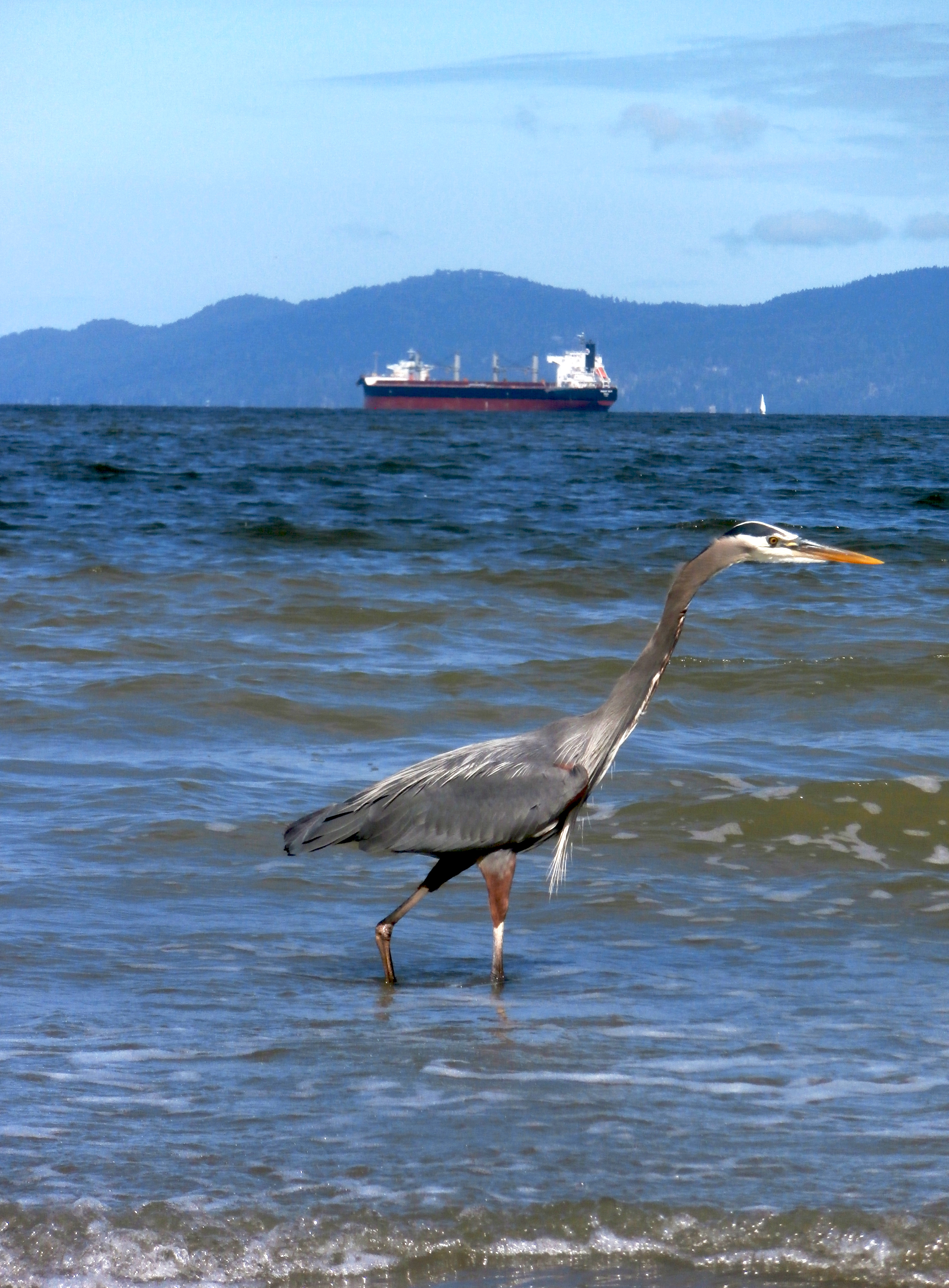 Blue Heron