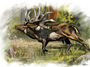 The Irish Elk