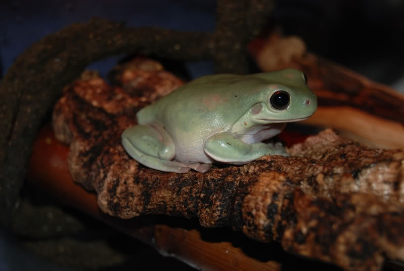 White's tree frog