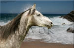 Arabian at the Beach by ChipnCharlie