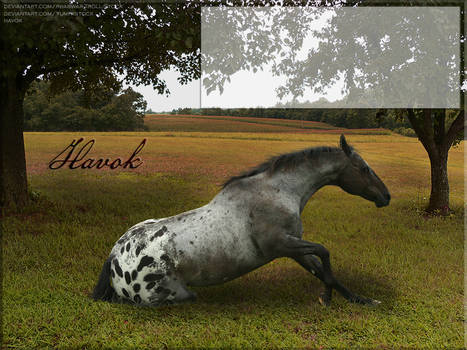 Havok Appaloosa Layout