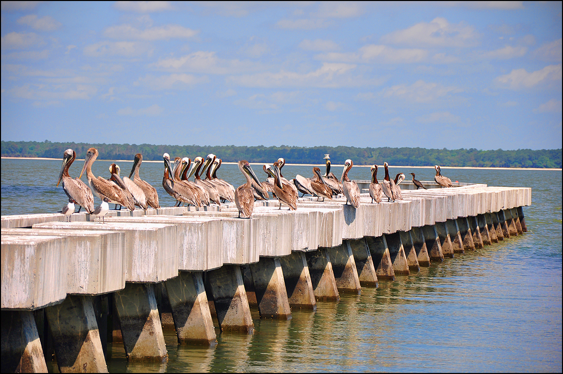 Pelican Hangout