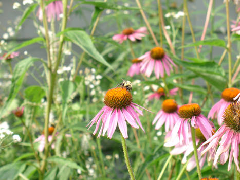 Bee on Flower