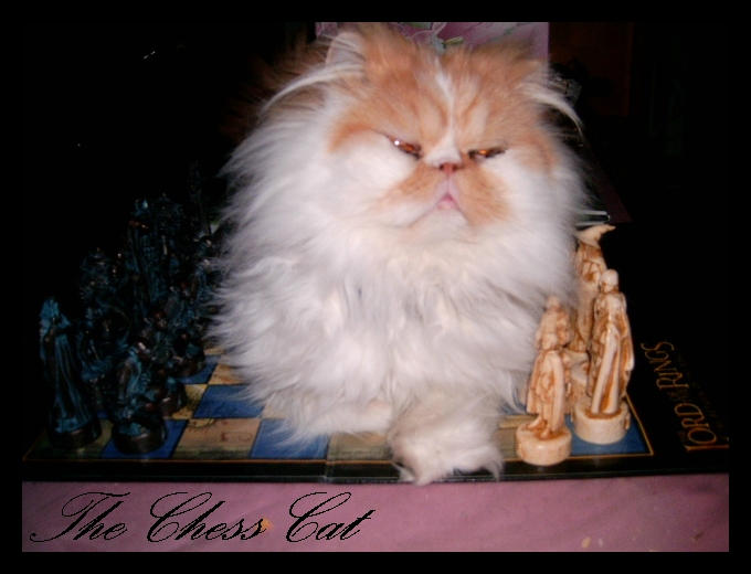 The Chess Cat by OfficialSerenaStar on DeviantArt