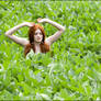 Soybean field- CI Photo