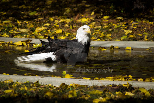 Baldeagle