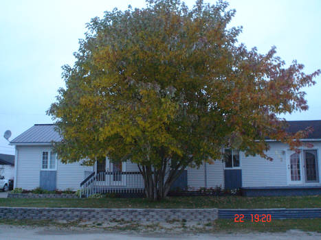 Maple Tree in Fall