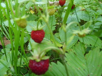 Wald-wild-Erdbeere