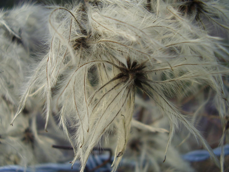 Feathery Roots Feathery by InfamousAficionado on DeviantArt