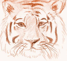 Tiger sketch