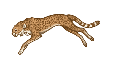 Cheetah's jogging