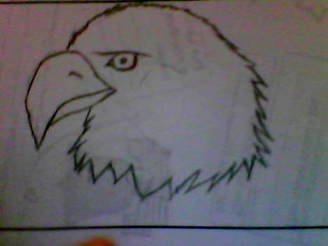 Eagle Head Sketch