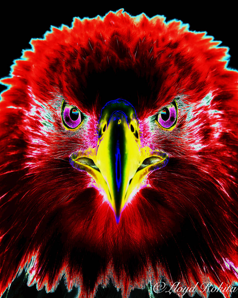 Negated Colors Exclusion-colorisation-photoshop-negatif-photo-web by Lloyd-Rokita on ...