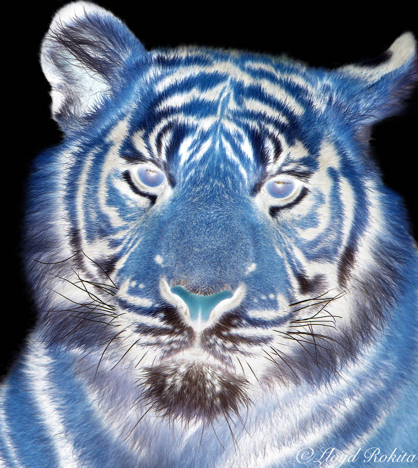 negatif-photo-colorisation-adobe-photoshop-CS6 by Lloyd-Rokita on ...