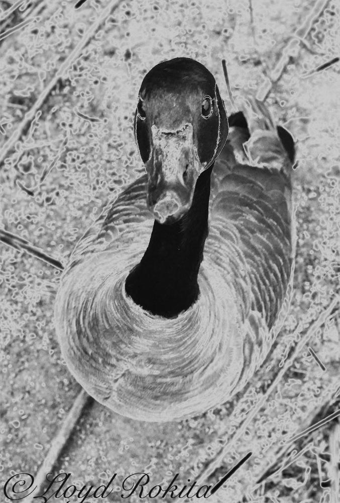 solarization photography canard By Lloyd rokita by Lloyd-Rokita on ...