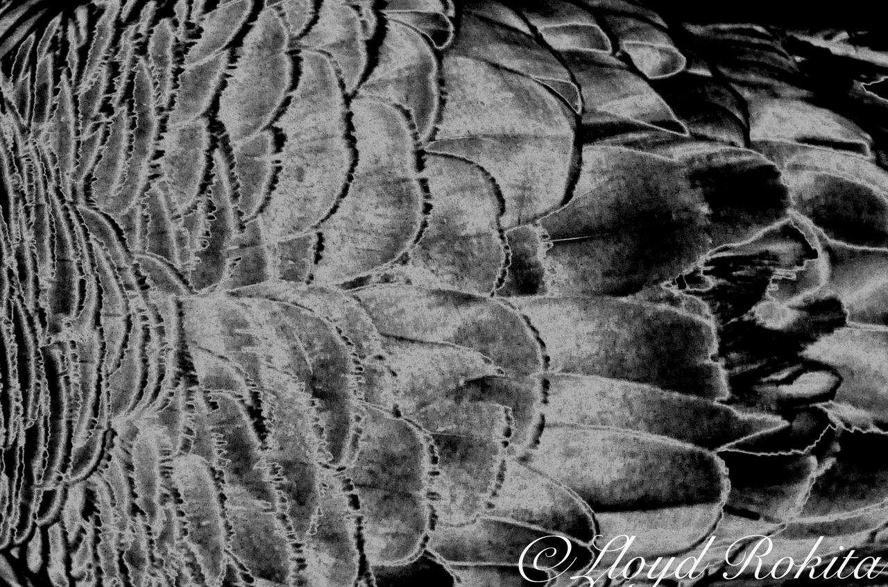 solarization photography plume-oiseau by Lloyd Rok by Lloyd-Rokita on ...