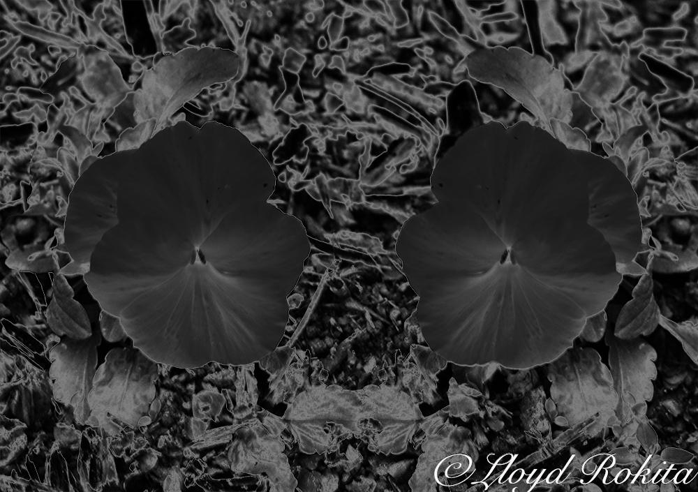 solarization photography Flowers By lloyd Rokita by Lloyd-Rokita on ...