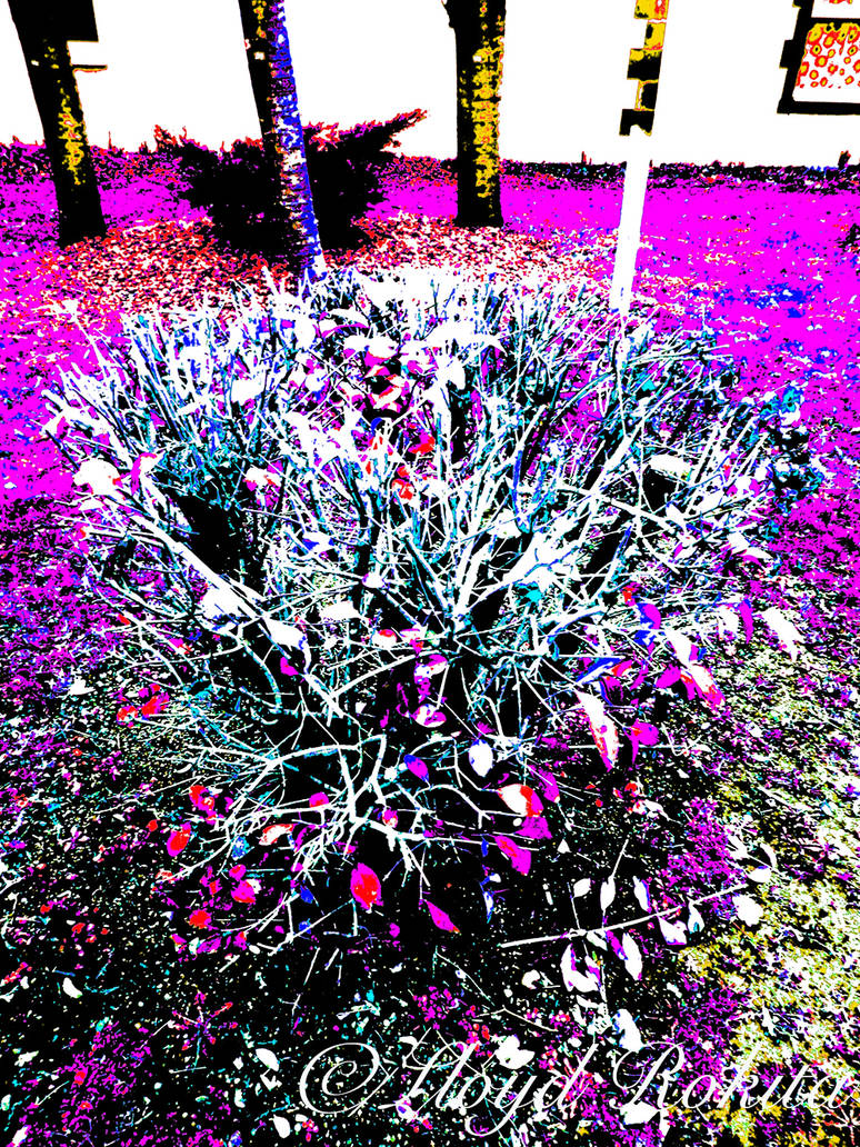 Posterisation Effet Poster Photographie Numerique by Lloyd-Rokita on ...