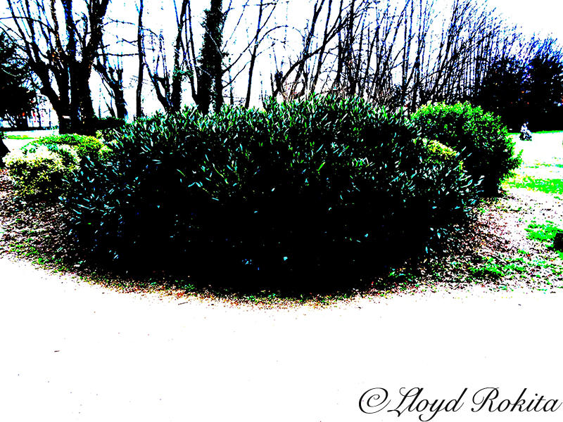 Posterisation Photographique Photo Arbre Lloyd Rok by Lloyd-Rokita on ...