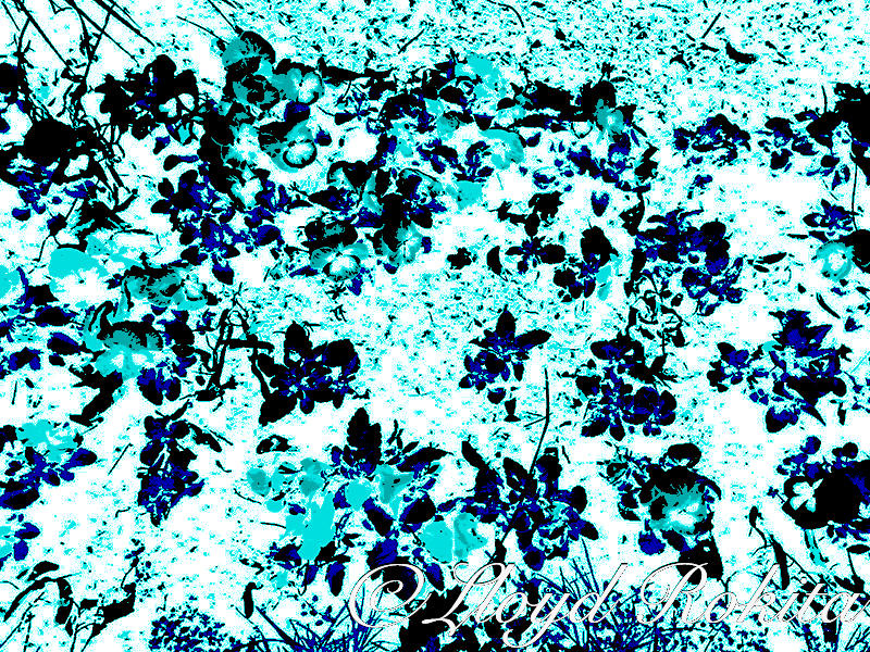 posterisation photo photographie fleurs art by Lloyd-Rokita on DeviantArt
