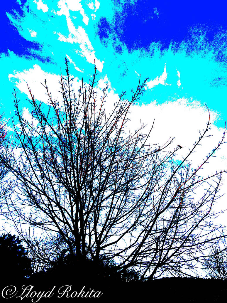 Posterisation Photo Photographie Arbre Paysage by Lloyd-Rokita on ...