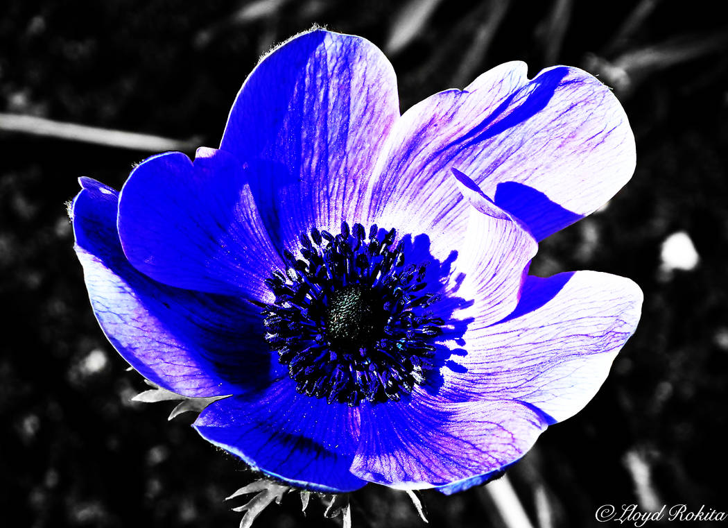 colorisation-photo-monochrome-photoshop-fleur by Lloyd-Rokita on DeviantArt