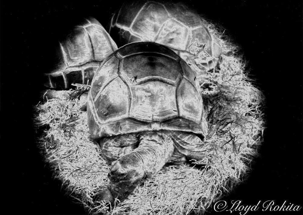 solarization photographie effect sabattier Turtle by Lloyd-Rokita on ...