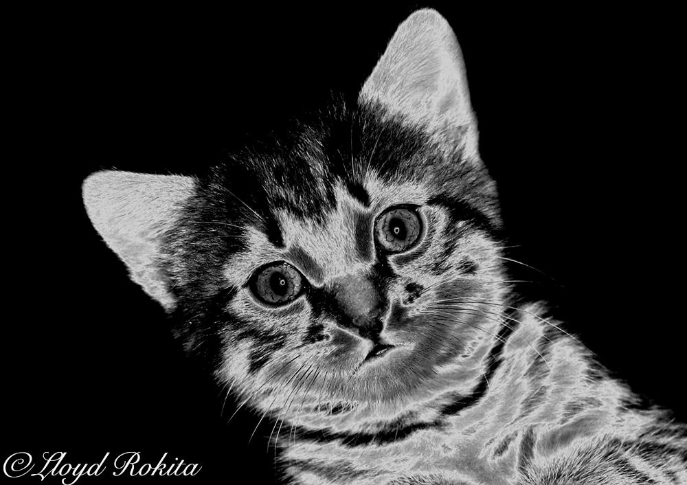 Solarization Photography Chaton Cat Sabattier by Lloyd-Rokita on DeviantArt