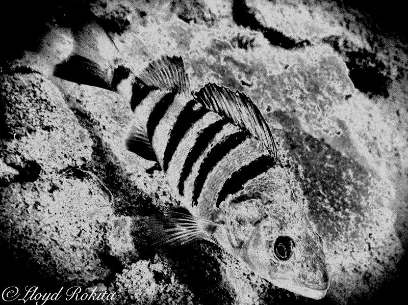 Solarization Photography Underwater Fish by Lloyd-Rokita on DeviantArt