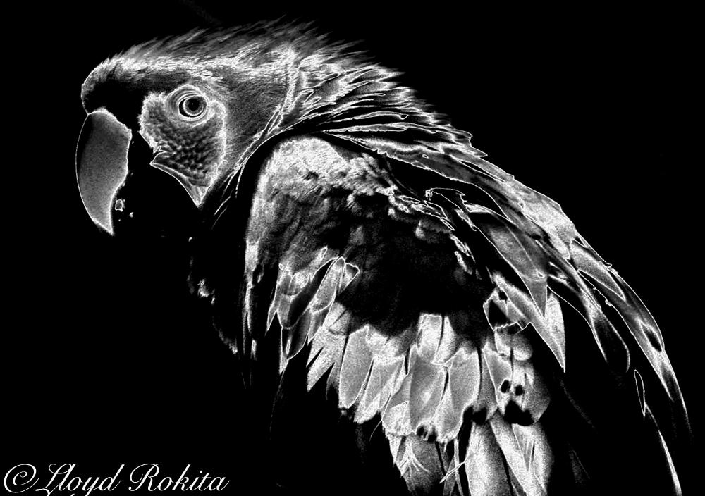 Solarization Photography Parrot Lloyd Rokita by Lloyd-Rokita on DeviantArt