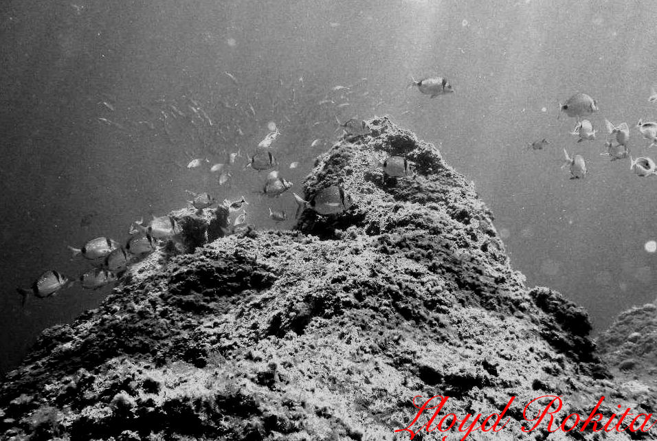 Solarization Photo Underwater Photography Art Fish by Lloyd-Rokita on ...