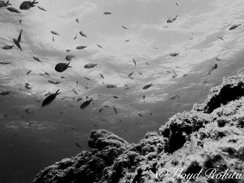 Solarization Photography Underwater Diving Fish by Lloyd-Rokita on ...