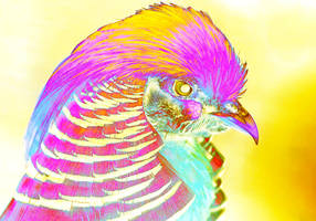 Colorisation Photo Oiseau Pop Art Effet sabatier