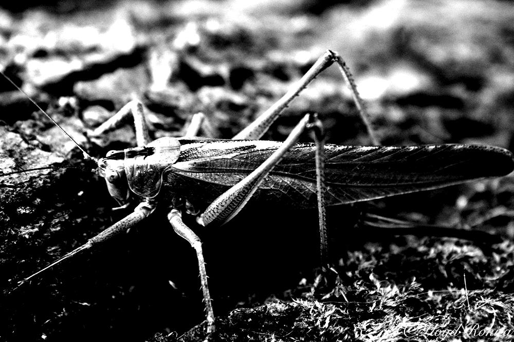 Avatar Insects Insecte by Lloyd-Rokita on DeviantArt